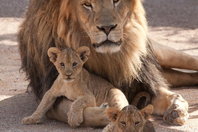 Lion Habitat Ranch Tour