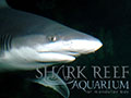 Shark Reef at Mandalay Bay