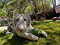 Siegfried & Roy