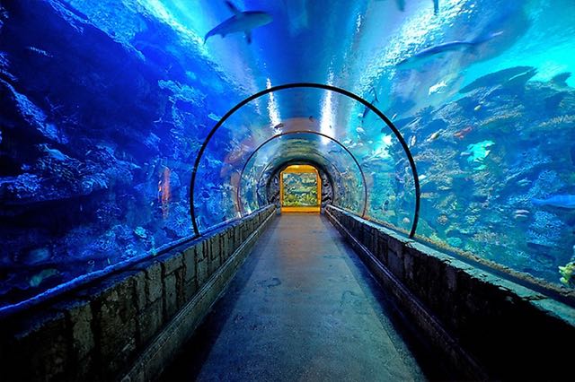 Shark Reef Aquarium at Mandalay Bay of Las Vegas